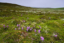 Arctic tundra with Woolly lousewort (Pedicularis lanata) flowering, Saint George Island, Pribilof Islands, Alaska, USA