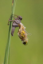 Four-spotted chaser dragonfly (Libellula quadrimaculata) emerging from nymph case, Nottinghamshire, UK