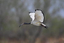 Sacred ibis (Threskiornis aethiopeaus) in flight, Camargue, France