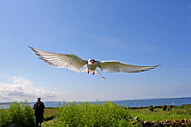 Arctic tern (Sterna paradisaea) calling in flight with person walking, Scotland