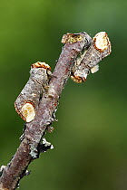 Two Buff-tip moths (Phalera bucphala) on birch twig, South Yorkshire, UK