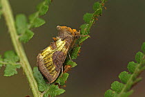 Burnished brass moth (Diachrysia chrysitis) South Yorkshire, UK