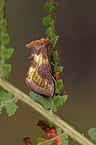 Burnished brass moth (Diachrysia chrysitis) South Yorkshire, UK