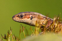 Common lizard (Lacerta vivipara) brown   var, on moss, Peak Ditrict, UK