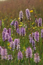 Common spotted orchids (Dactylorhiza fuschii) in flower, Peak District, UK