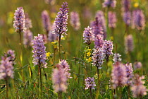 Common spotted orchids (Dactylorhiza fuschii) in flower, Peak District, UK