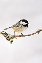 Coal tit (Periparus ater) on lichen covered branch in snow, South Yorkshire, UK