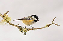 Coal tit (Periparus ater) on lichen covered branch in snow, South Yorks, UK
