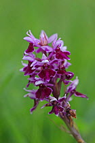 Common spotted orchid var rhodochila (Dactylorhiza fuschii) flower, Bonsall, Derbyshire, UK