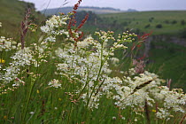 Dropwort (Filipendula vulgaris) flowers, Lathkill Dale, Peak District, UK