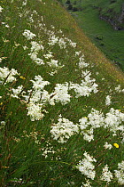 Dropwort (Filipendula vulgaris) flowers on a south facing slope, Lathkill Dale, Peak District, UK