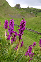 Early purple orchids (Orchis mascula) in flower, Cressbrook Dale, Derbyshire, UK