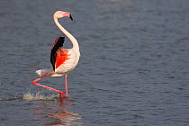 Greater flamingo (Phoenicopterus ruber) wading through water with wings stretched, Camargue, France
