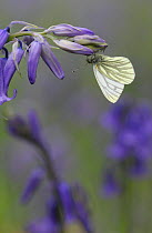 Green veined white butterfly (Pieris napi) on Bluebell (Endymion nonscriptus) Peak District, UK