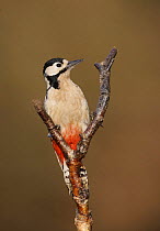 Great spotted woodpecker (Dendrocopus major)  South Yorkshire, UK