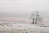 Hoar frost covering landscape, Peak District, UK, New years day 2009