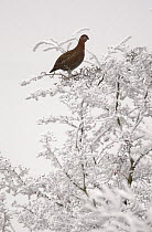 Red grouse (Lagopus lagopus scoticus) perched in tree covered in rime frost, Peak District, UK, New years day 2009
