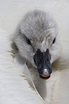 Mute swan (Cygnus olor) cygnet looking out from between parents feathers, Dorset, UK