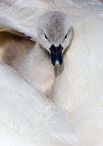 Mute swan (Cygnus olor) looking out from between feathers, Dorset, UK