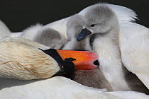Mute swan (Cygnus olor) parent preening cygnet, Dorset, UK