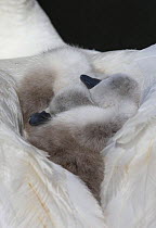 Two Mute swan (Cygnus olor) cygnets asleep on parents back, Dorset, UK