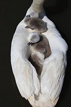 Three Mute swan (Cygnus olor) cygnets on parents back, Dorset, UK