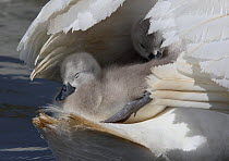 Two Mute swan (Cygnus olor) cygnets on parents back below wings, Dorset, UK