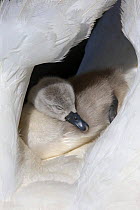 Mute swan (Cygnus olor) cygnet sleeping on parents back between wings, Dorset, UK