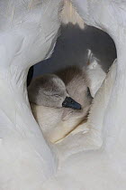 Mute swan (Cygnus olor) cygnet sleeping on parents back between wings, Dorset, UK