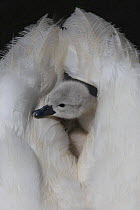 Mute swan (Cygnus olor) cygnet looking out from between parents wings, Dorset, UK