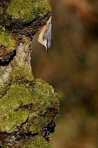 European nuthatch (Sitta europaea) on tree trunk, South Yorkshire, UK