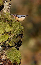 European nuthatch (Sitta europaea) on tree trunk, South Yorkshire, UK