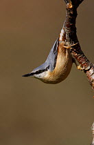 European nuthatch (Sitta europaea) hanging from branch, South Yorkshire, UK