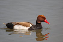 Red crested pochard (Netta rufina) on water, Camargue, France