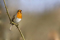 Robin (Erithacus rubecula) singing, South Yorkshire, UK
