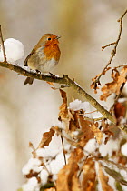 Robin (Erithacus rubecula) on branch in snow, South Yorkshire, UK