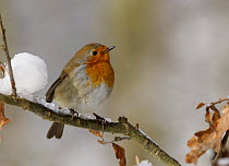 Robin (Erithacus rubecula) in snow, South Yorkshire, UK
