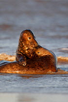 Two Grey seals (Halichoerus grypus) playing in surf, Lincolshire coast, UK