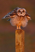 Short eared owl (Asio flammeus) with ruffled feathers on fence post, South Yorkshire, UK