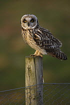 Short eared owl (Asio flammeus) on fence post, South Yorkshire, UK