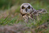Short eared owl (Asio flammeus) on ground, South Yorkshire, UK