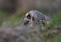 Short eared owl (Asio flammeus) carrying rodent prey, South Yorkshire, UK