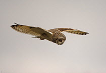 Short eared owl (Asio flammeus) in flight, South Yorkshire, UK