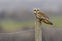 Short eared owl (Asio flammeus) sitting on fence post, South Yorkshire, UK