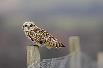 Short eared owl (Asio flammeus) on fence post, South Yorkshire