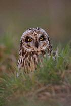 Short eared owl (Asio flammeus) South Yorkshire, UK