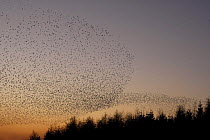 Common starling (Sturnus vulgaris) flock going to roost at dusk, Gretna Green, Scotland