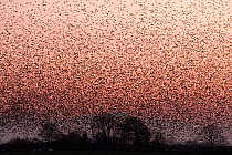 Large flock Common starling (Sturnus vulgaris) going to roost at dusk, Gretna Green, Scotland