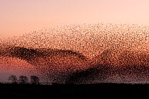 Large flocks of Common starlings (Sturnus vulgaris) going to roost at dusk, Gretna Green, Scotland