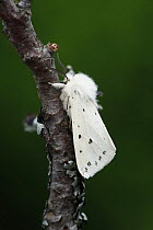 White ermine moth (Spilosoma lubricipeda) on branch, Sheffield, South Yorkshire, UK
